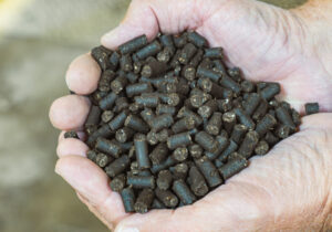 Tout savoir sur l’utilisation des engrais organiques